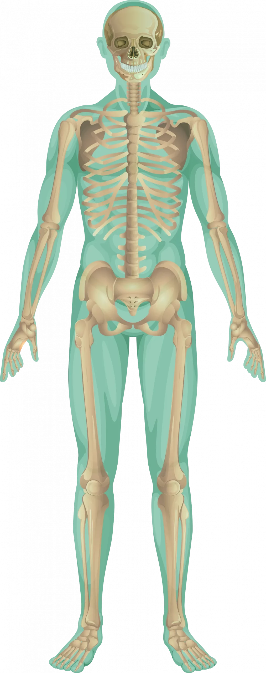 Skeleton